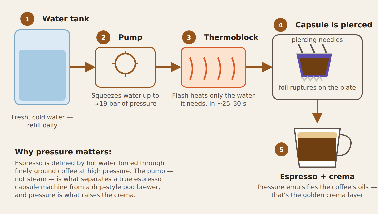 How a capsule espresso machine works — from water tank through pump and thermoblock to pierced capsule and espresso with crema