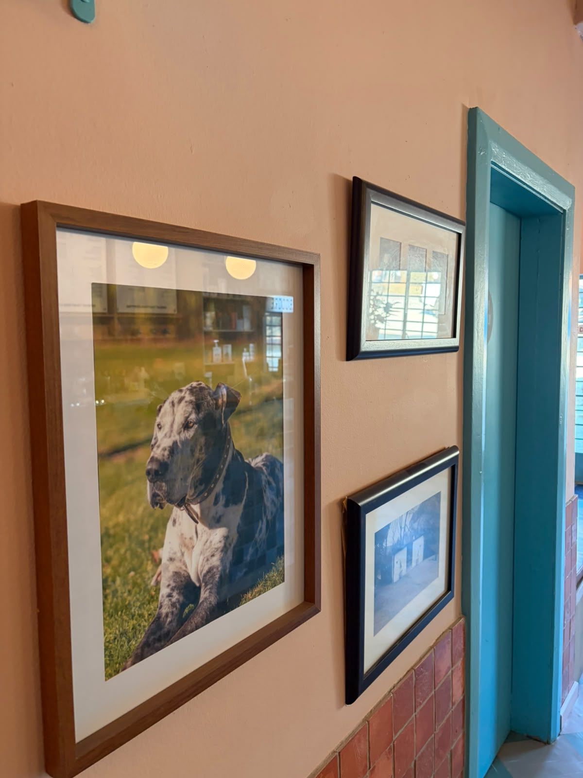 Framed portrait of a Great Dane on the wall — peach wall, wooden frame, gallery of photos nearby